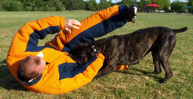 Why go for Personal Protection Dogs?