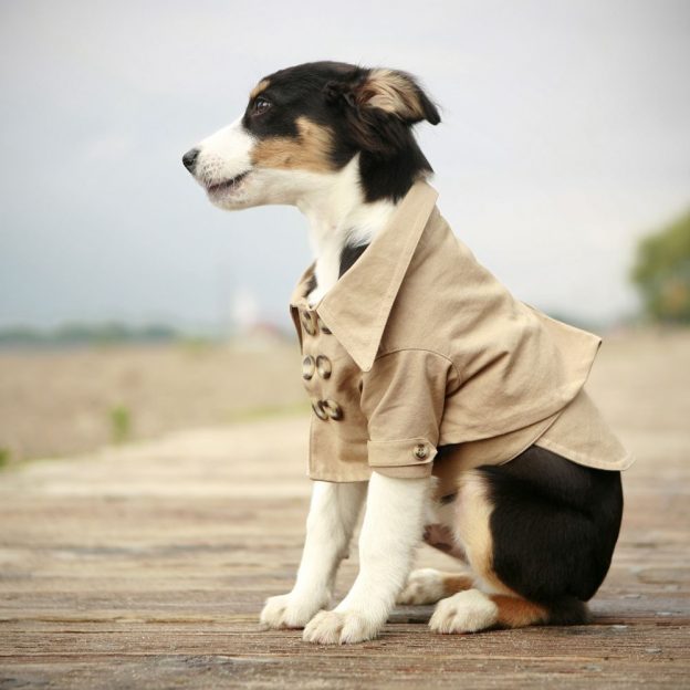 From Dog Clothing to High-End Fashion: A Luxe Pet Trend