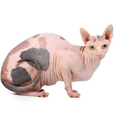 Hairless Cats