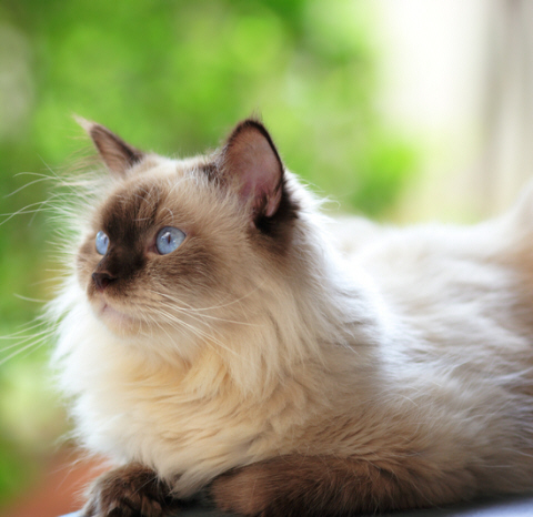 Cats Cough Up Hairballs