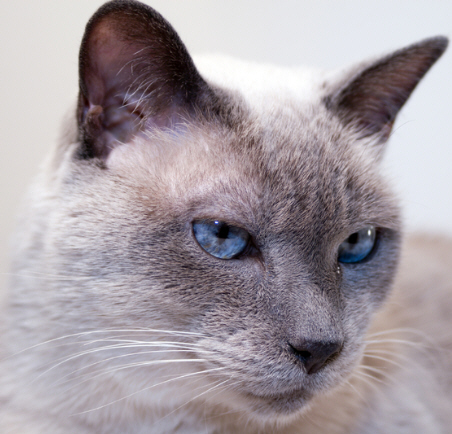 Worms in Cats