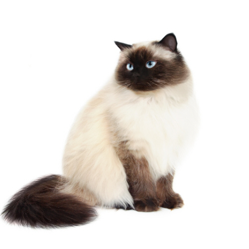 himalayan cat