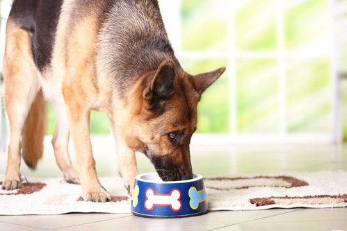 dog's health condition
