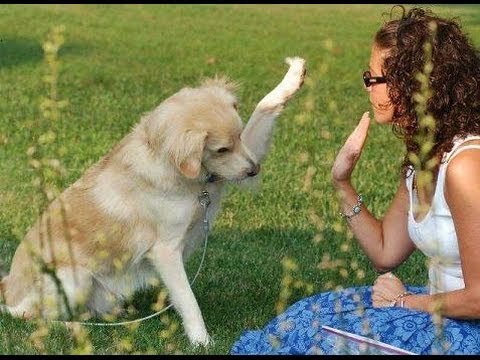 train your dog