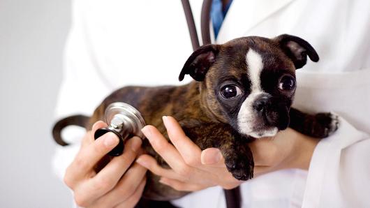 pet health