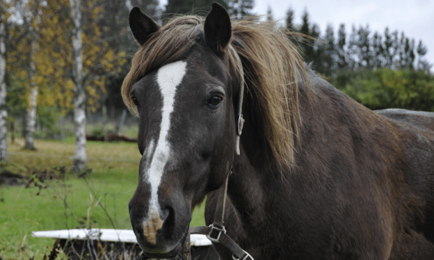 How to Best Buy a Horse