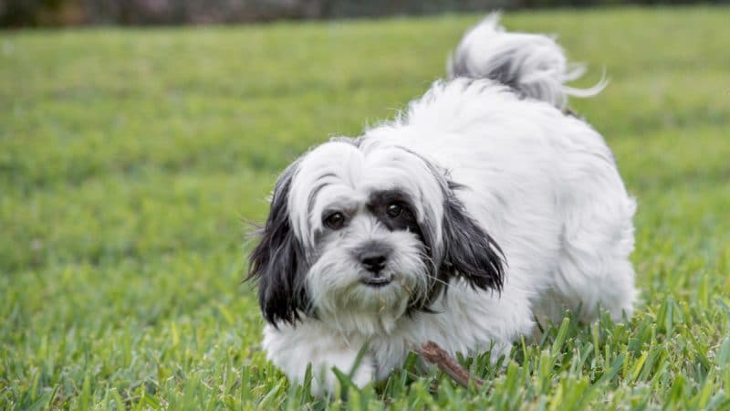 Puppy Stores Long Island