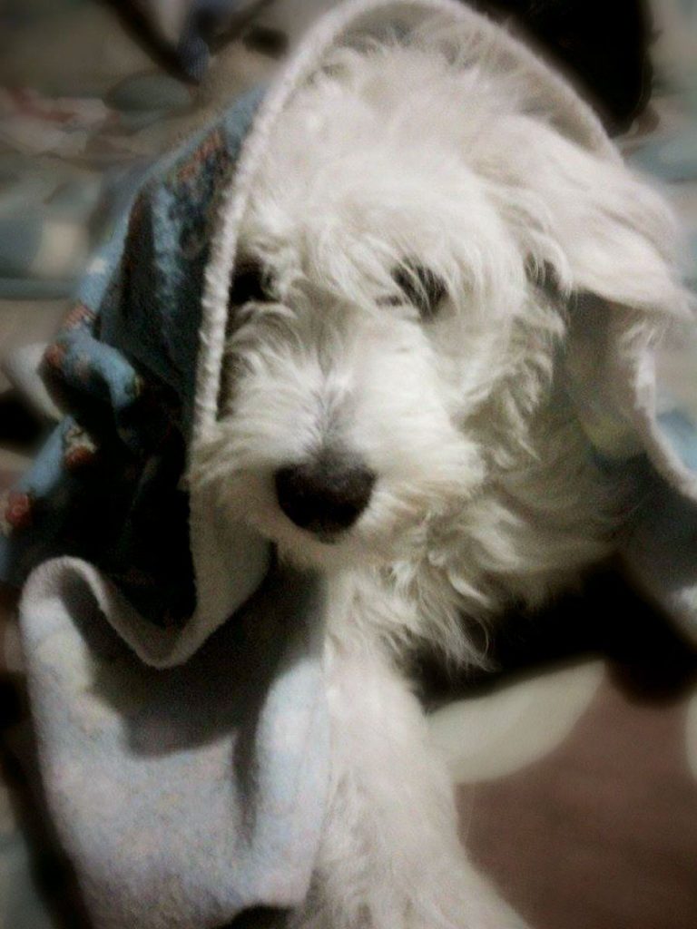 flu in dog