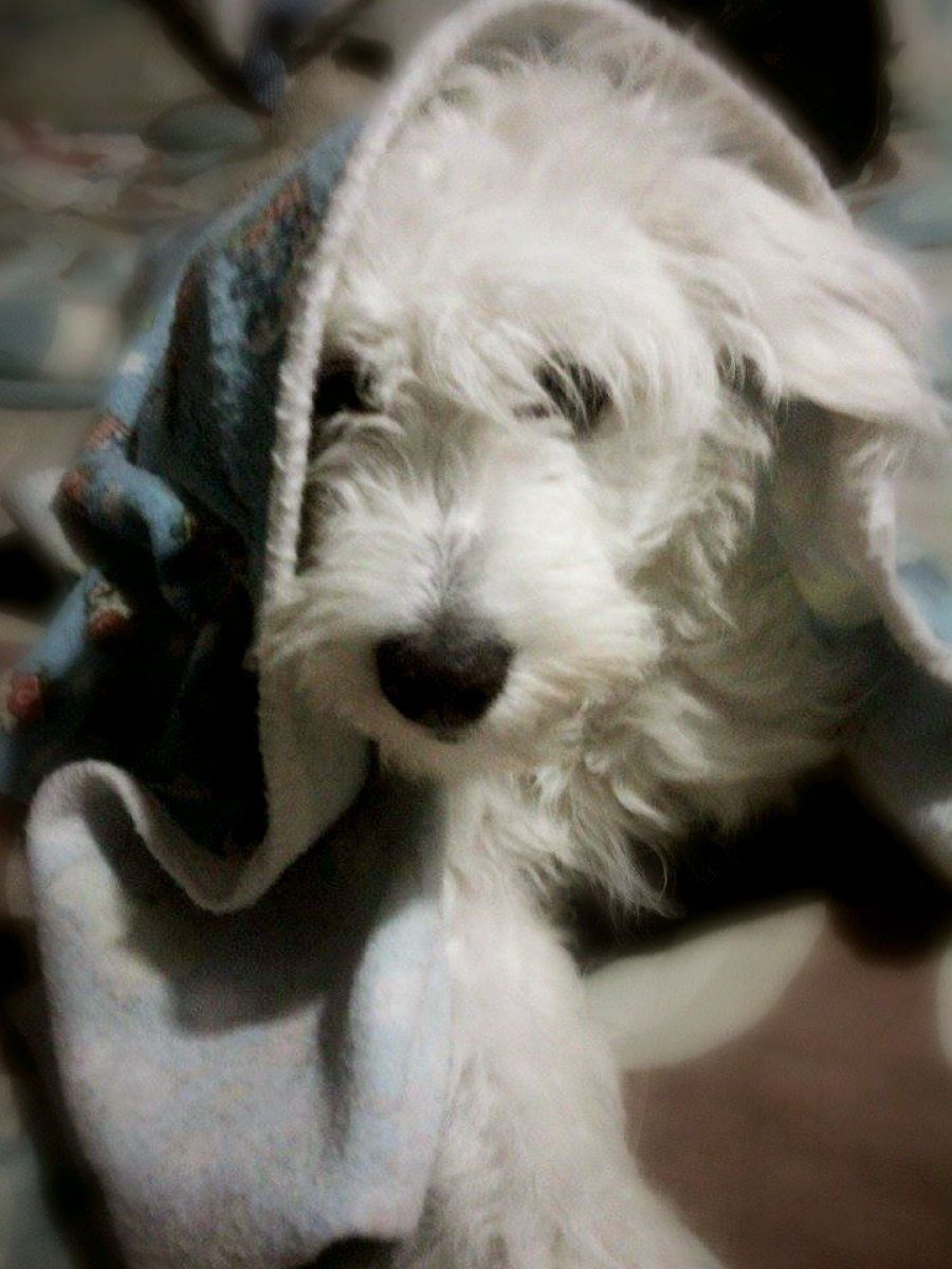 flu in dog