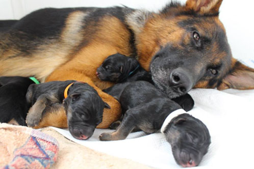 German Shepherd Puppy