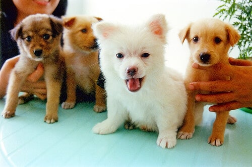 Puppies for sale Long Island NY