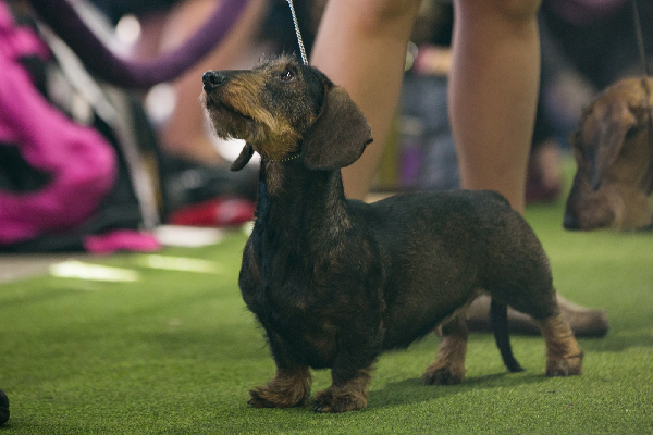 Wirehaired-Dachshund_Kayla