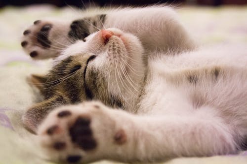 FIVE CLEVER KITTEN PETTING TIPS AND TRICKS FOR NEWBIES