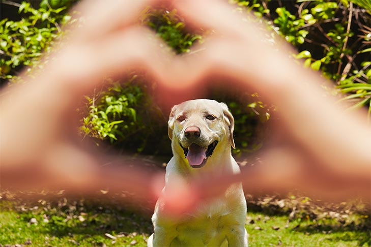 6 unique ideas of how you can remember your pet