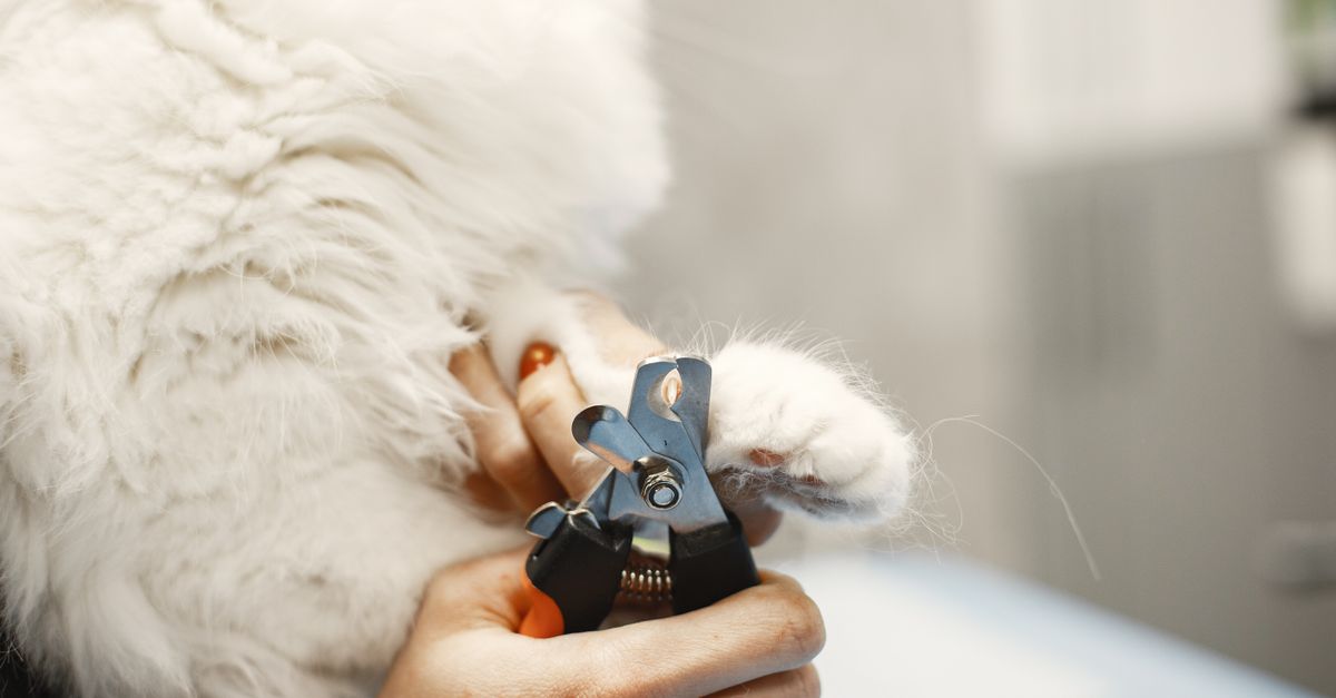 cat claw trimming