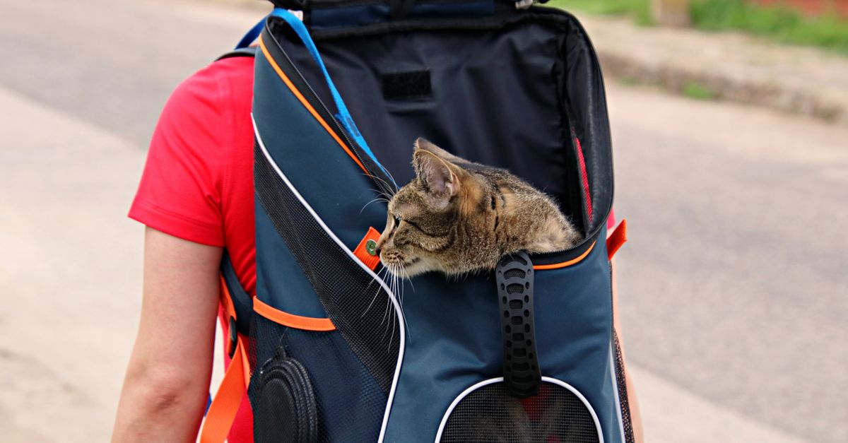 cat exploring open carrier