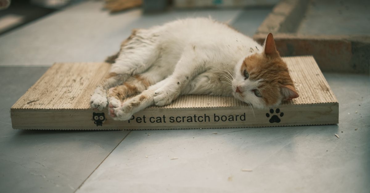 cat ignoring scratching post