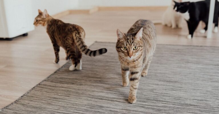 Fix Cat Litter Box Problems: Practical Solutions for Owners