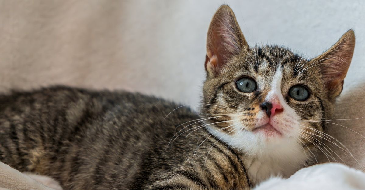 cat resting at home after vet