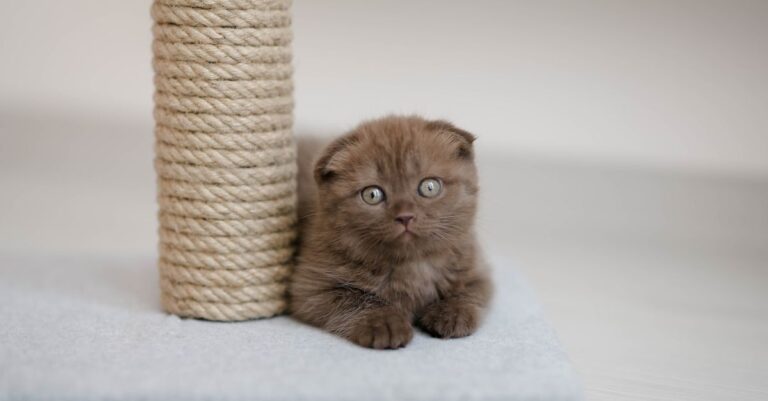 How to Scratch-Proof Your Home Without Punishing Your Cat