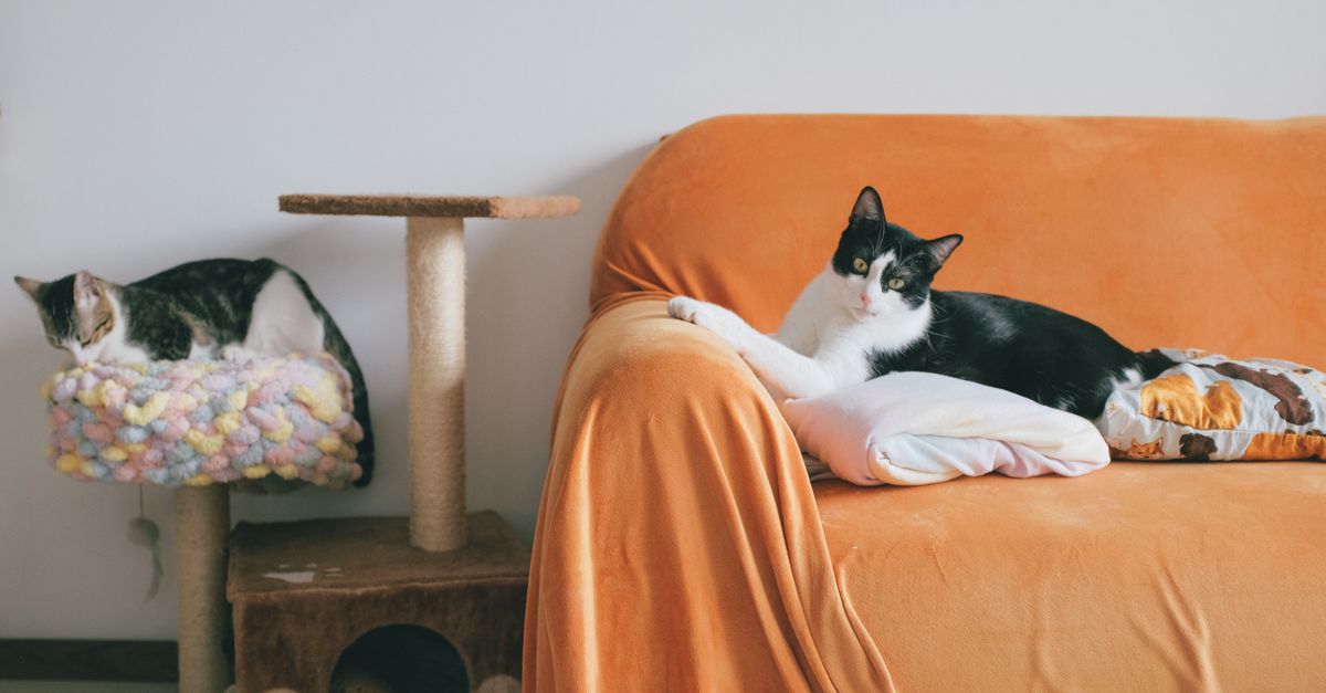 cat tree living room