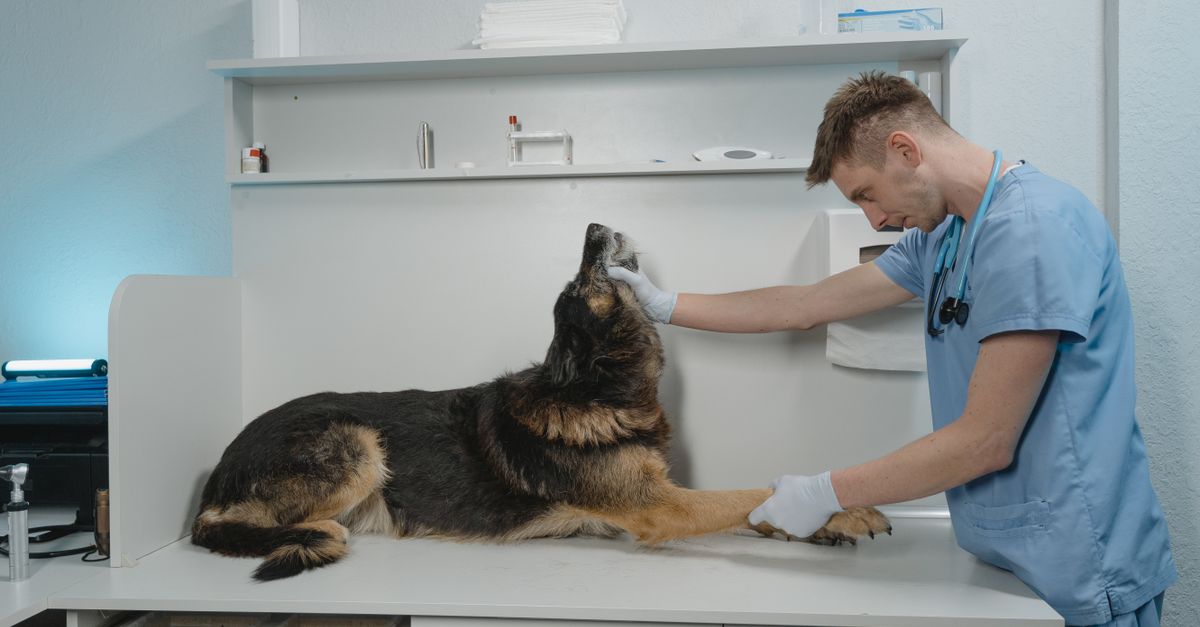 dog walking into veterinary clinic