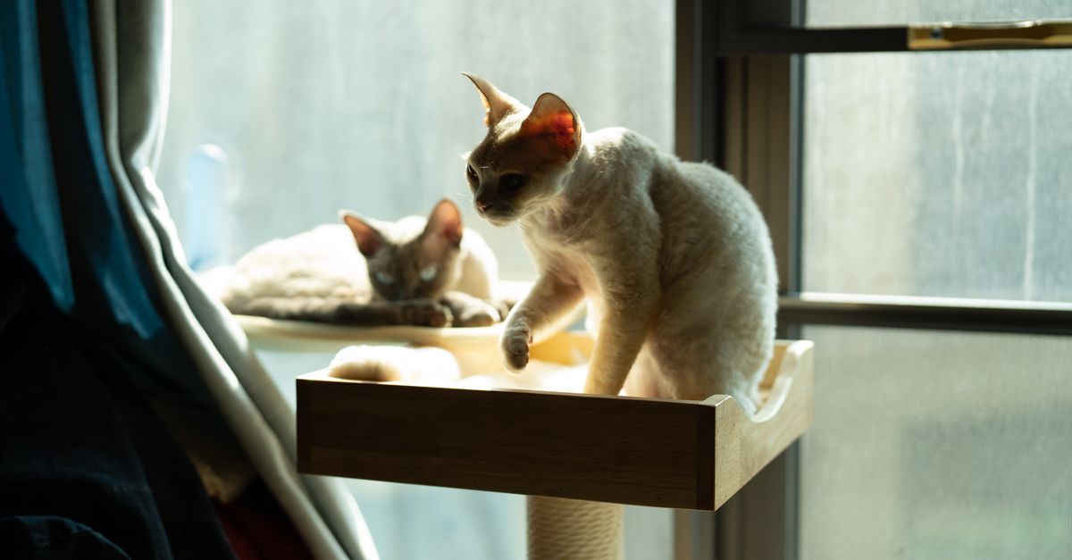 indoor cat home