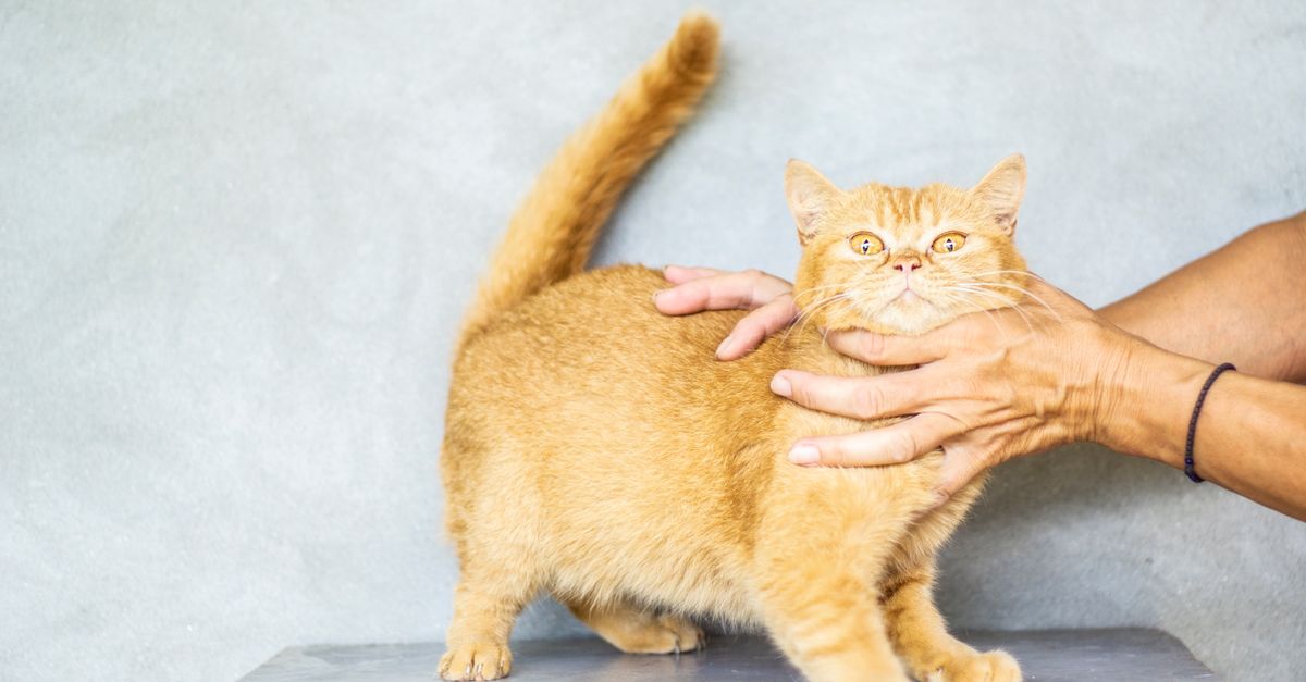 owner redirecting cat