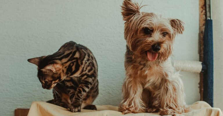 How to Read Your Pet's Body Language at Home