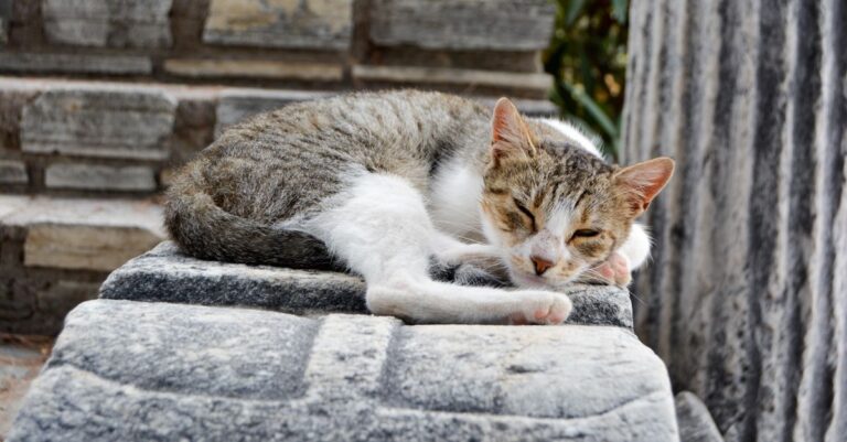 How to Nail a Pet Sleep Routine That Actually Works