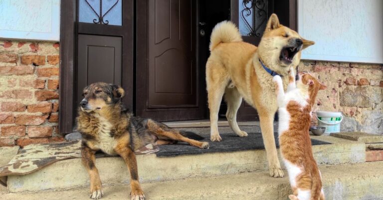 How to Manage Pet Weight at Home Before It's a Problem