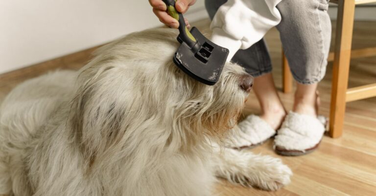 How to Reduce Pet Shedding at Home: Real Solutions