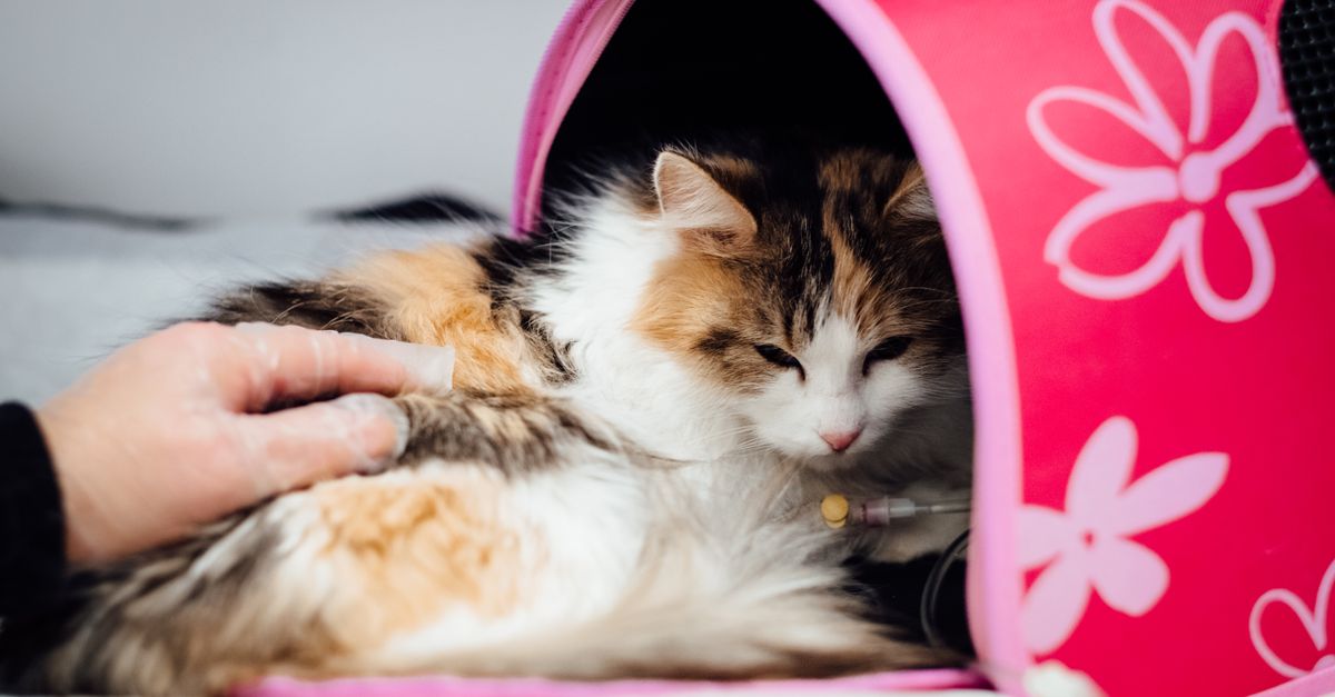 stressed cat in carrier