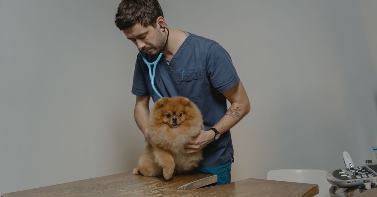 veterinarian with small dog