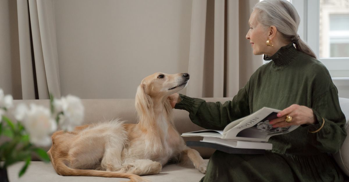 calm dog room