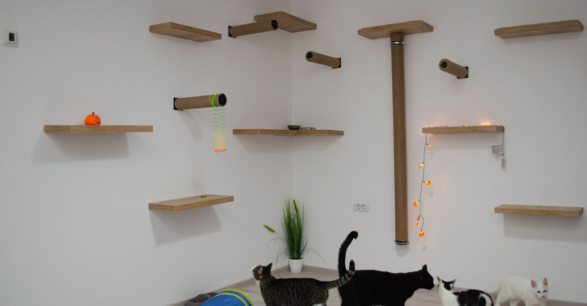 cat tunnel system