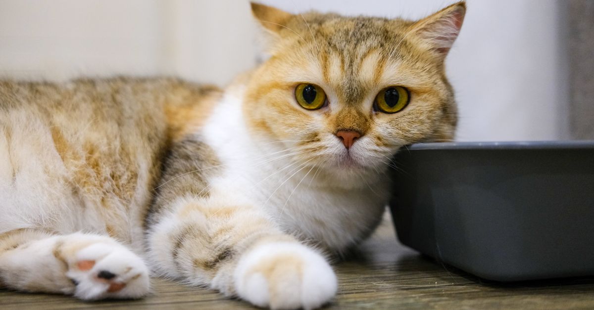 clean litter box
