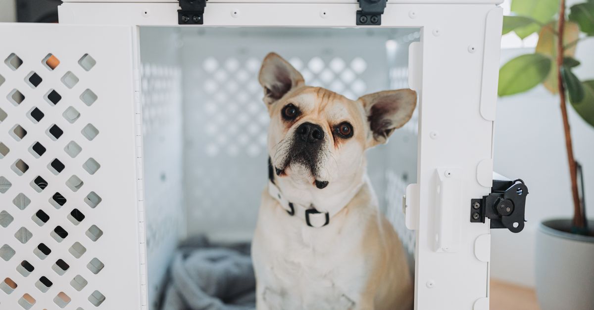 Crate Training
