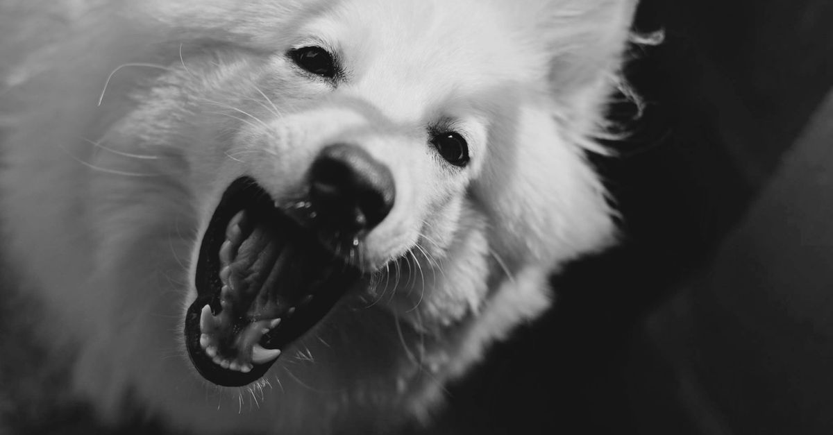 dog behaviorist