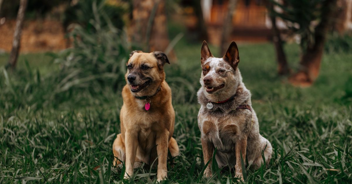 dog calming signals
