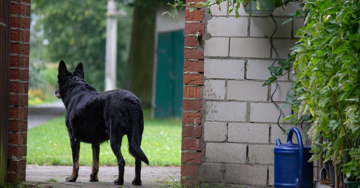 dog escape plan