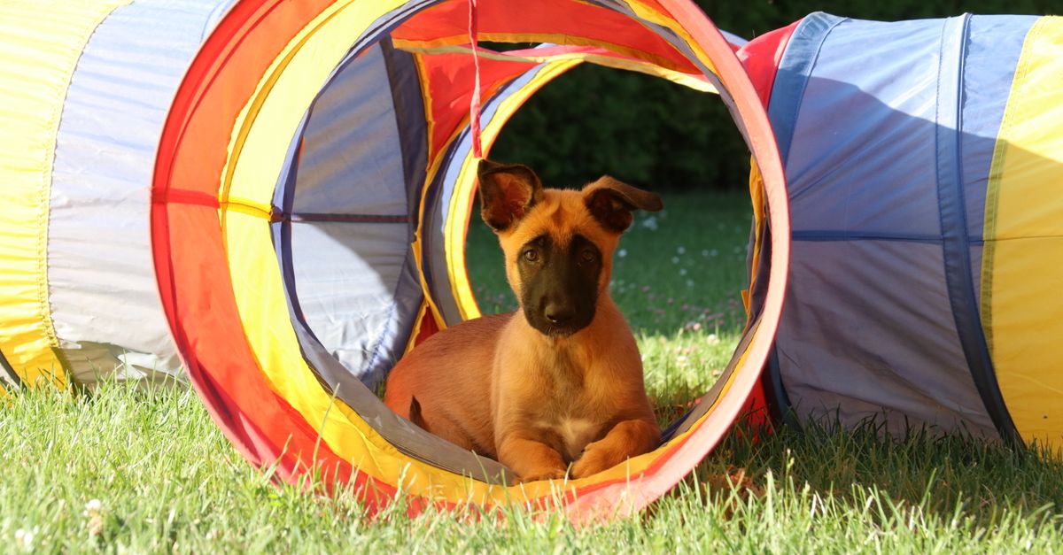 dog playing tunnels
