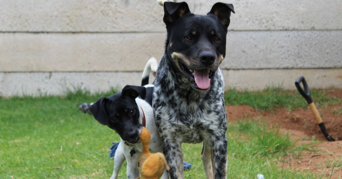 dog playtime