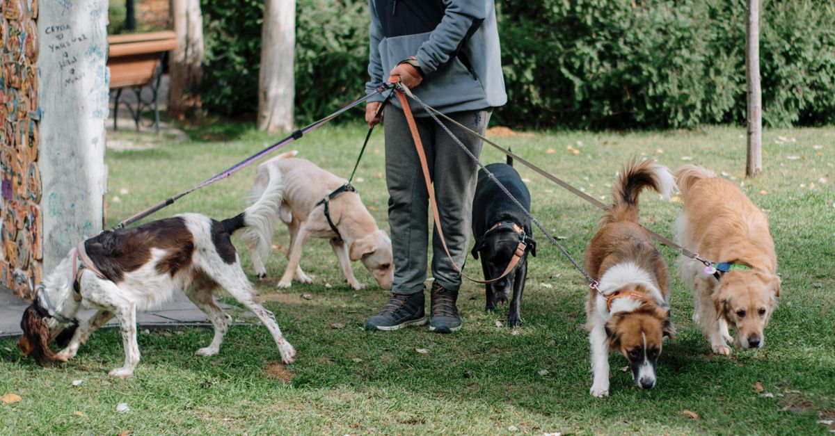 dog routine