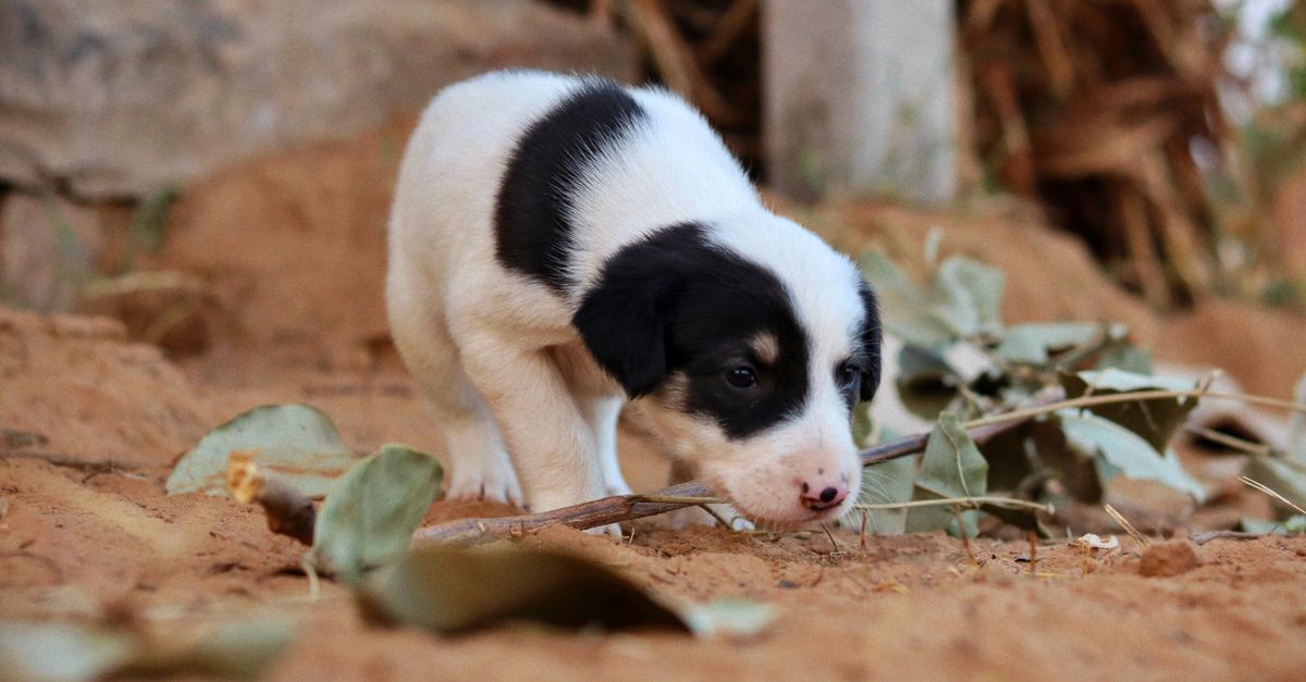 dog sniffing new puppy