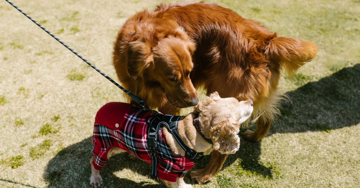 dog socialization