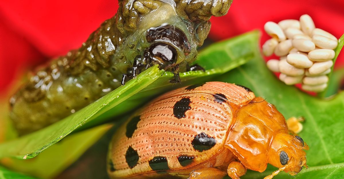 Flea Life Cycle