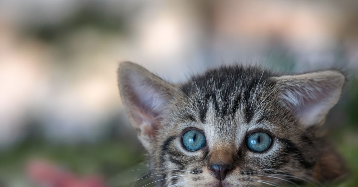 Microchip Registration