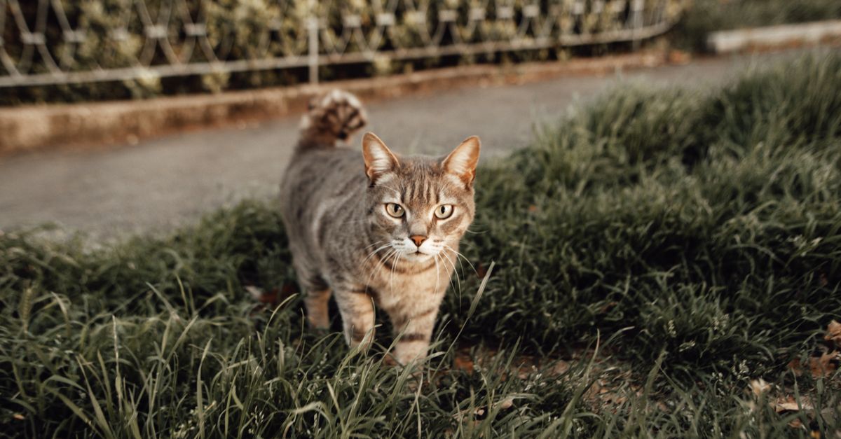 natural cat litter