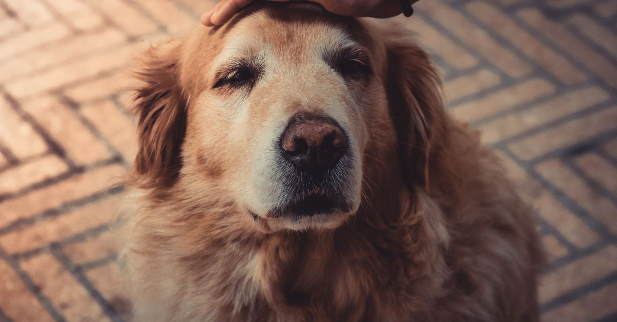 Natural Pet Arthritis Care